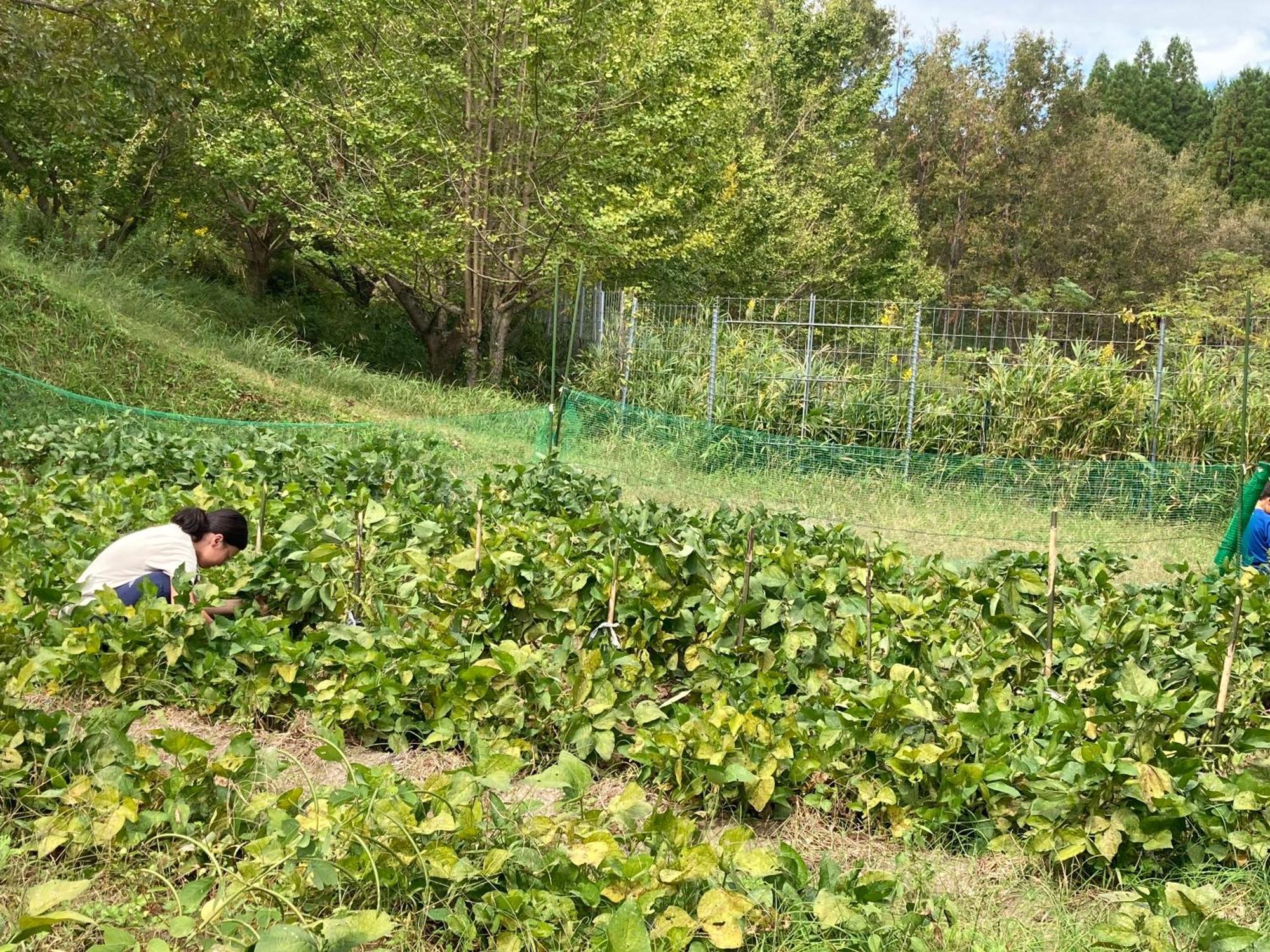 体験型農家民泊「お陽さまと風」 Leilighet Bungoono Eksteriør bilde